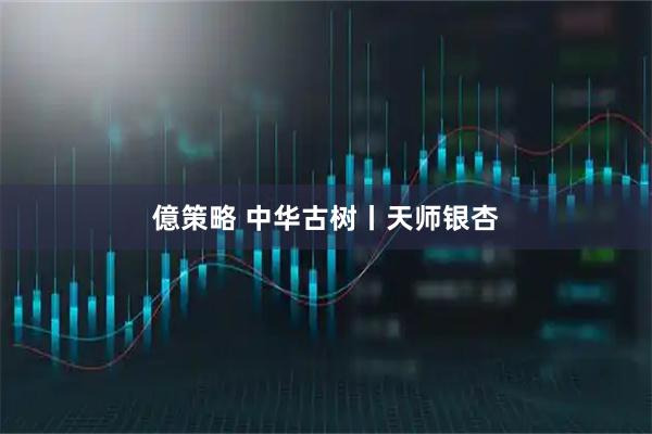 億策略 中华古树丨天师银杏